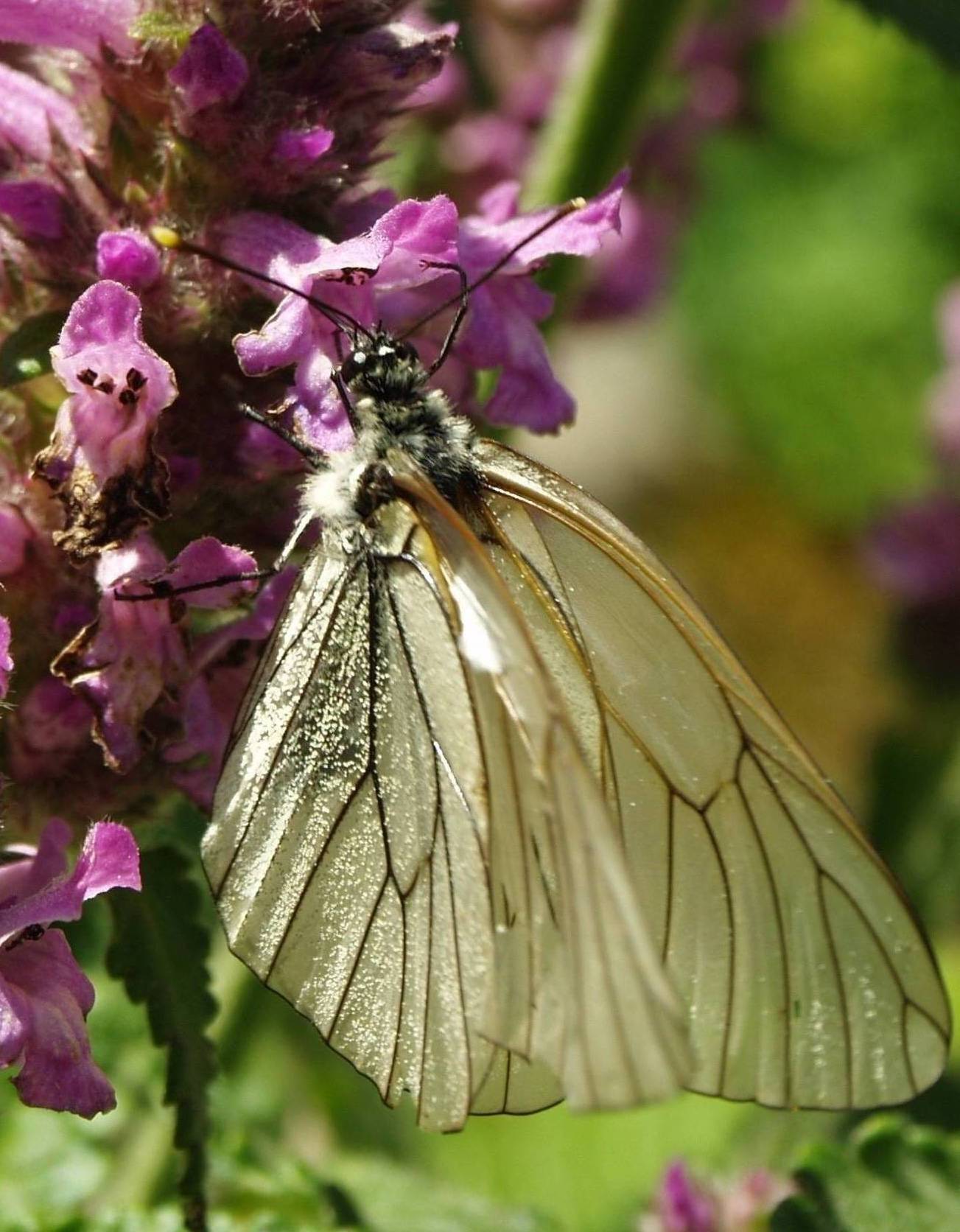 Aporia crataegi